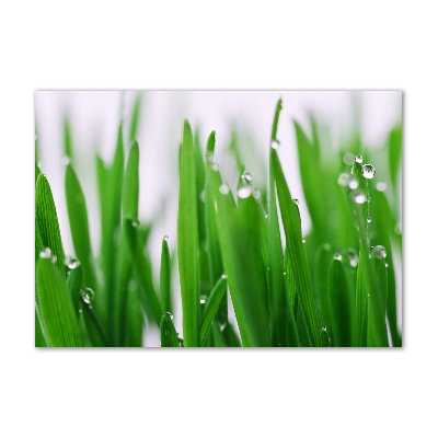 Foto obraz akryl do obýváku Stébla trávy