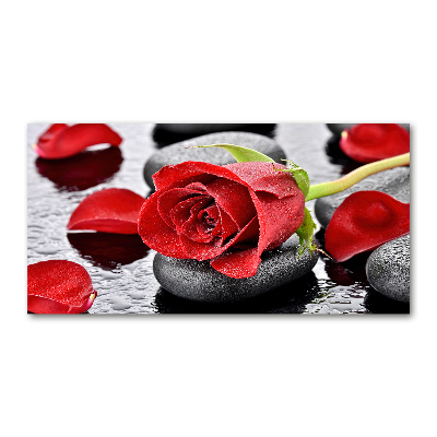 Foto obraz akrylové sklo Červená růže