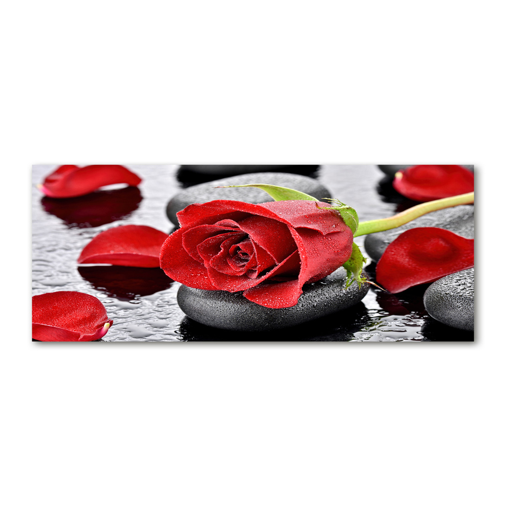 Foto obraz akrylové sklo Červená růže