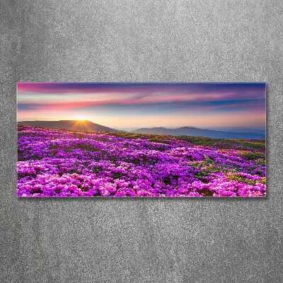 Foto obraz akrylové sklo Květiny v horách