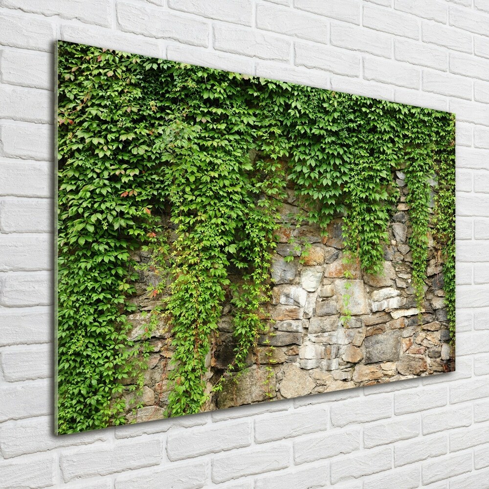 Foto obraz akrylový Zelený břečťan