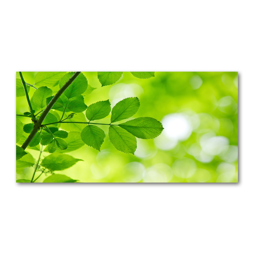 Foto obraz akryl do obýváku Zelené listí