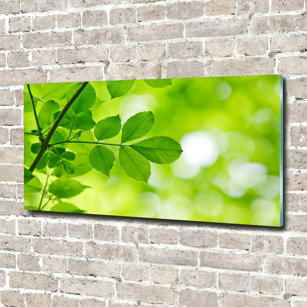 Foto obraz akryl do obýváku Zelené listí