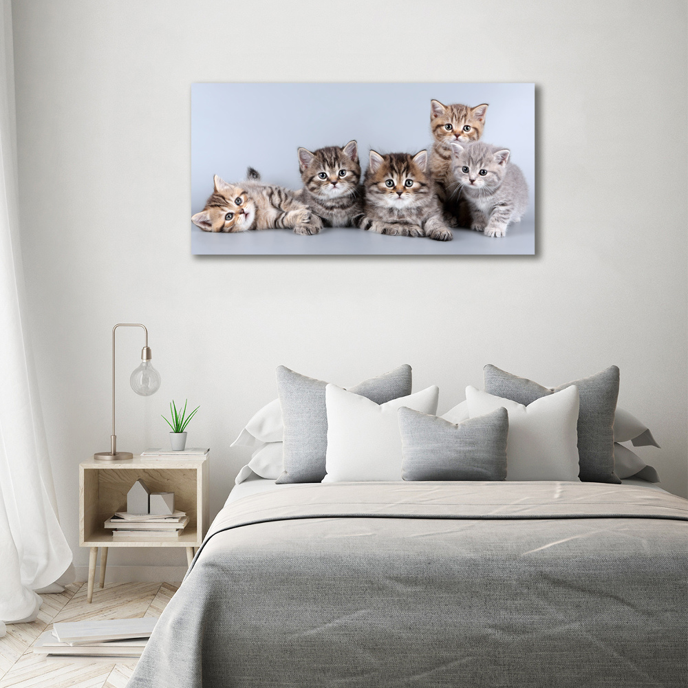 Foto obraz akrylový Pět koček