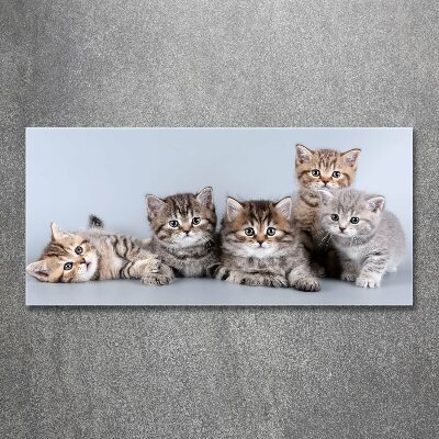 Foto obraz akrylový Pět koček