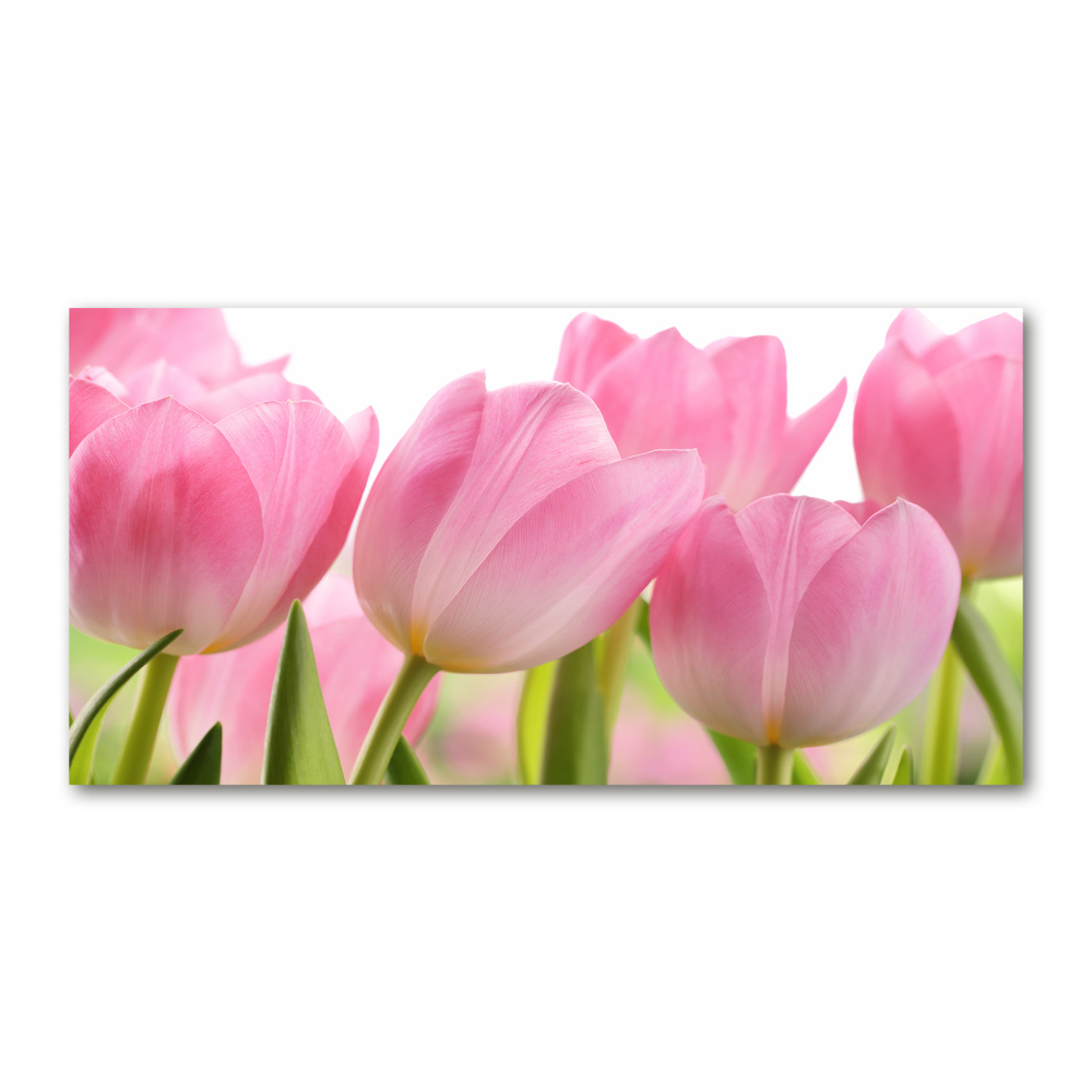Foto obraz akrylový do obýváku Růžové tulipány