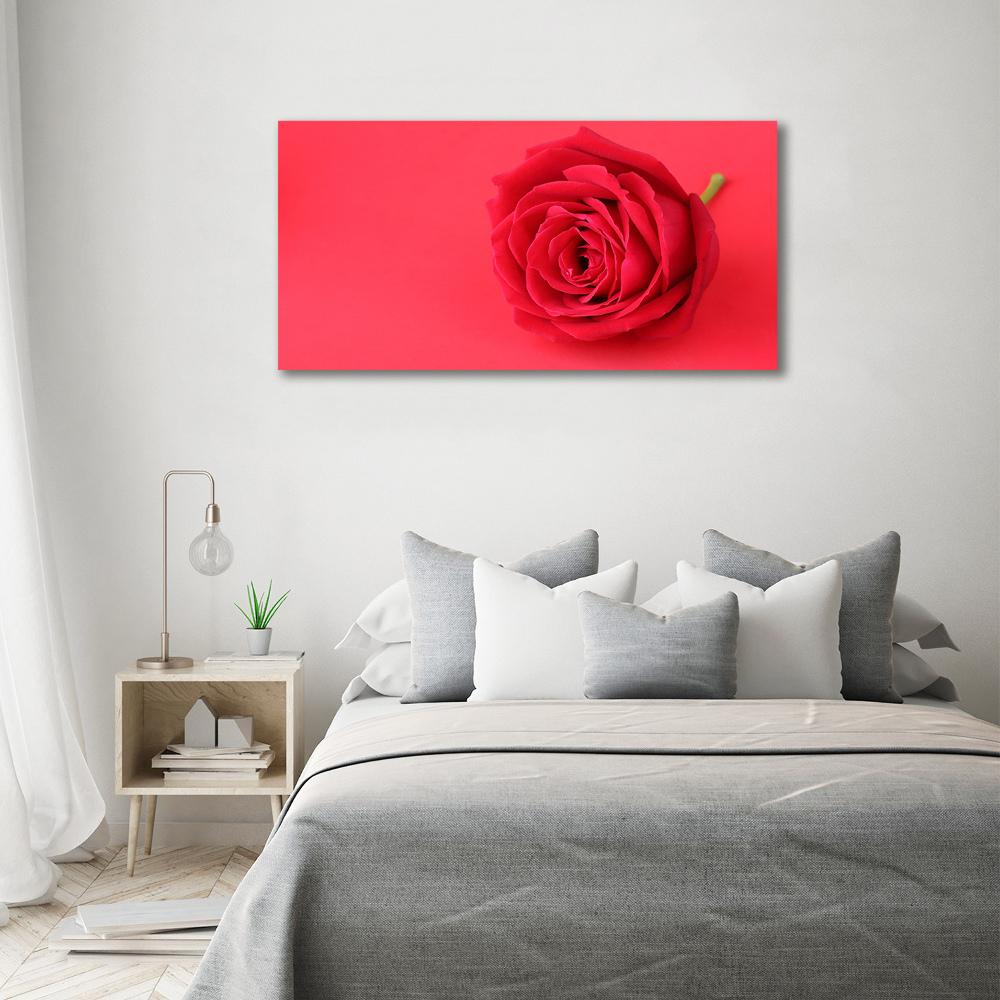Foto obraz akrylový na stěnu Červená růže