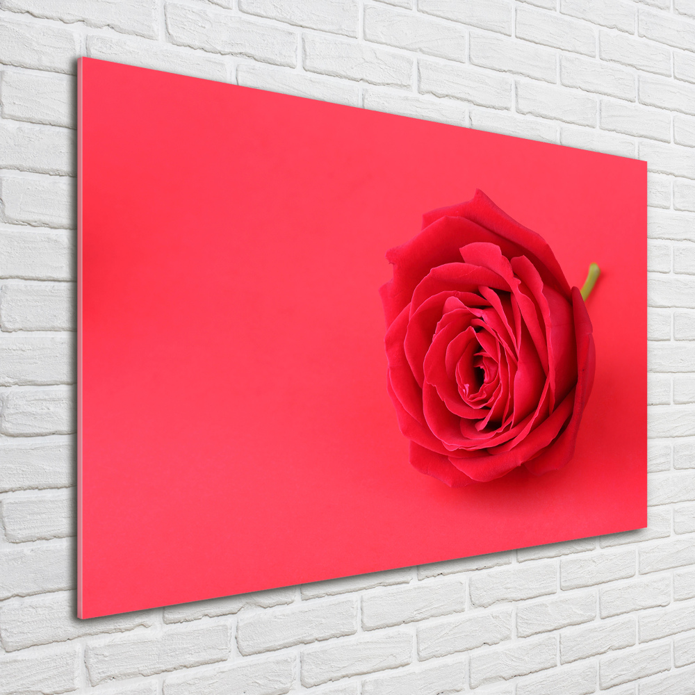 Foto obraz akrylový na stěnu Červená růže
