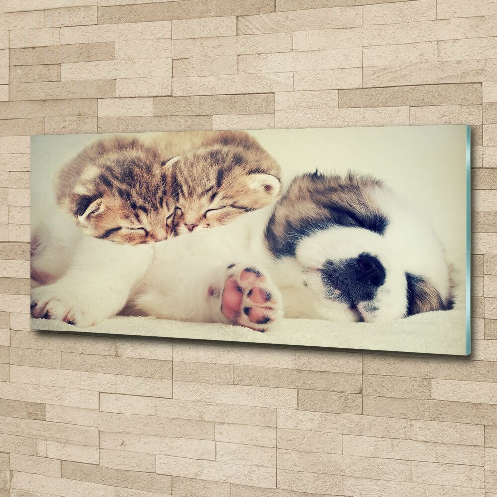 Foto obraz akrylový Dvě kočky a pes