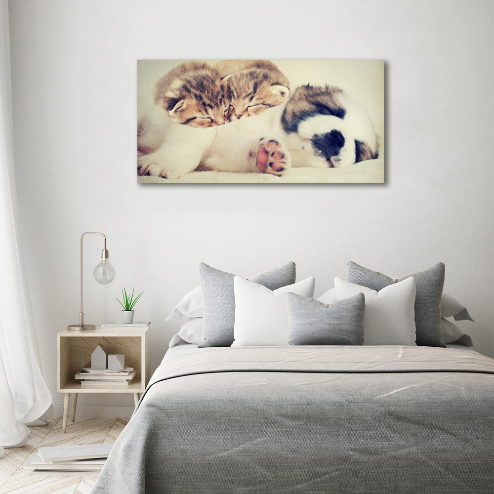 Foto obraz akrylový Dvě kočky a pes