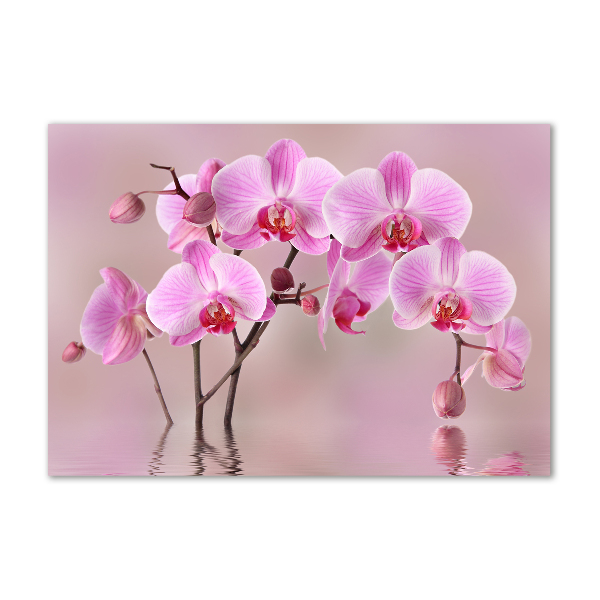 Foto obraz akrylový do obýváku Růžová orchidej