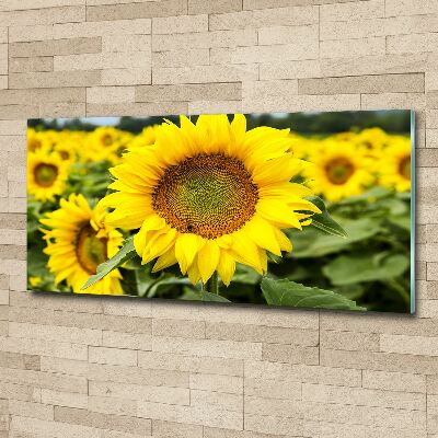 Foto obraz akrylový na stěnu Pole slunečníků