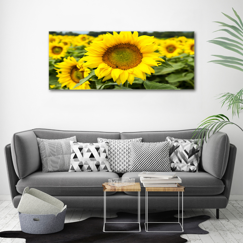 Foto obraz akrylový na stěnu Pole slunečníků