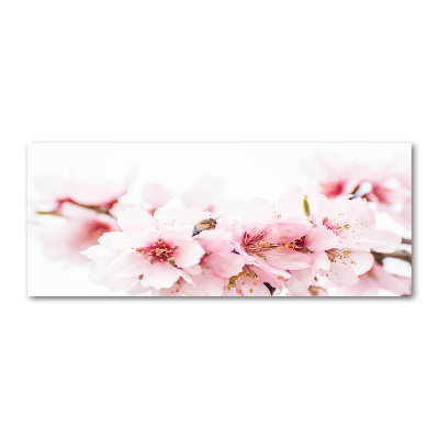 Foto obraz akrylový Květy višně