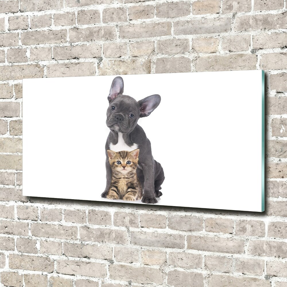Moderní obraz fotografie na akrylu Pes a kočka