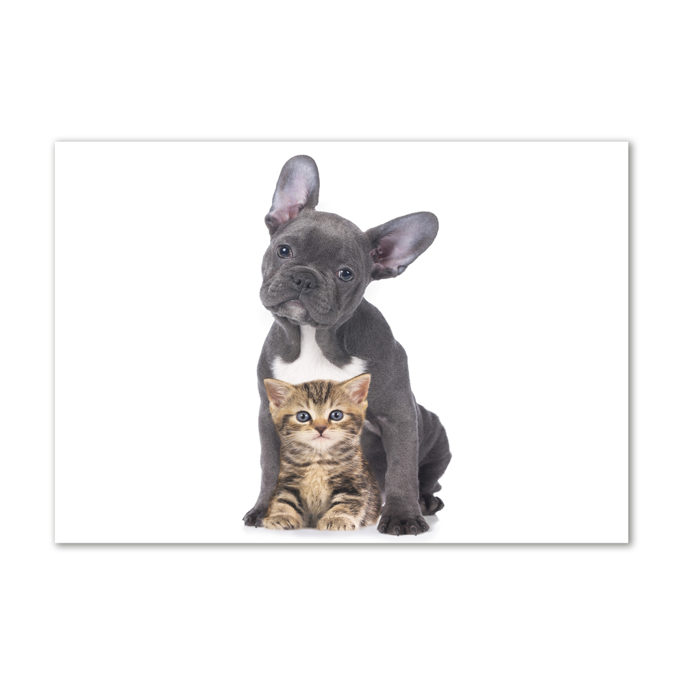 Moderní obraz fotografie na akrylu Pes a kočka