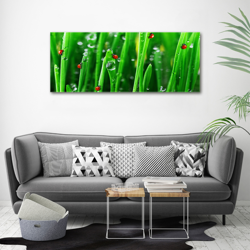 Foto obraz akrylový na stěnu Berušky na trávě