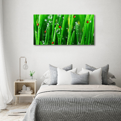 Foto obraz akrylový na stěnu Berušky na trávě