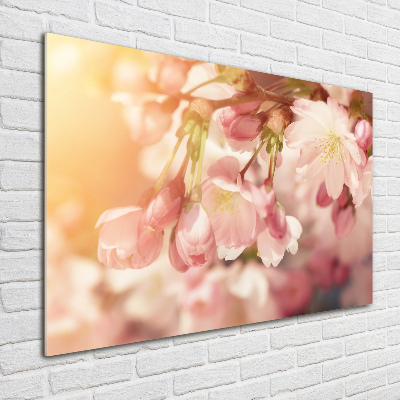 Foto obraz akrylový na stěnu Květy višně