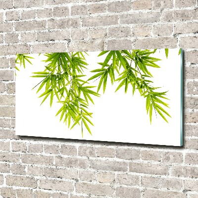 Foto obraz akrylový na stěnu Listí bambusu