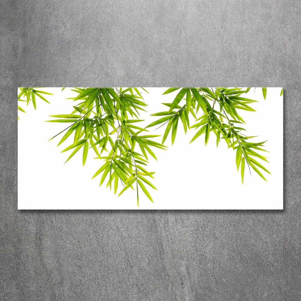Foto obraz akrylový na stěnu Listí bambusu