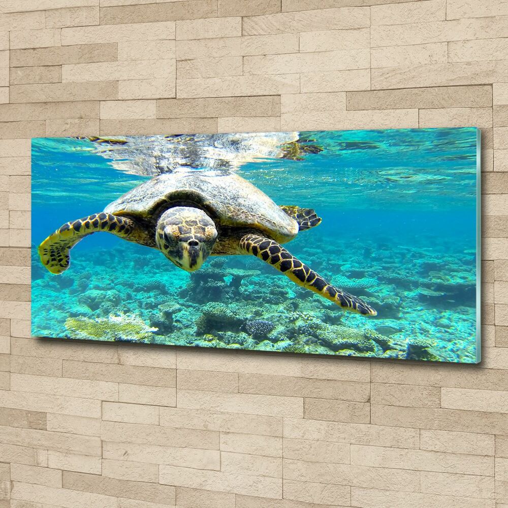 Foto obraz akryl do obýváku Mořská želva