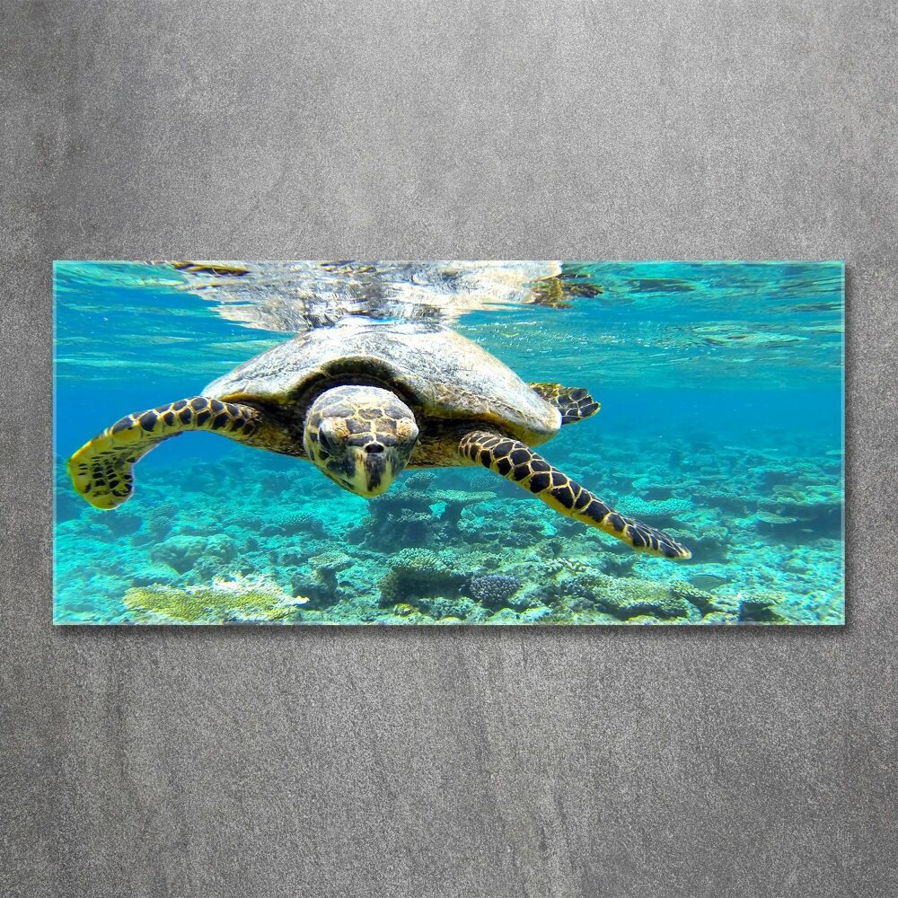 Foto obraz akryl do obýváku Mořská želva