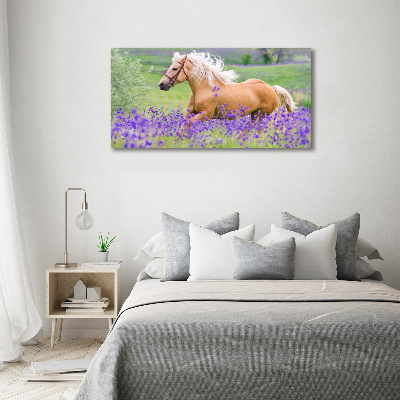 Foto obraz akrylové sklo Kůň na poli levandule
