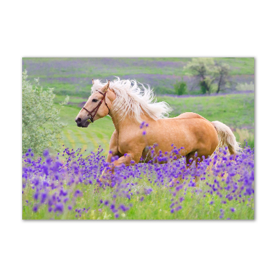 Foto obraz akrylové sklo Kůň na poli levandule