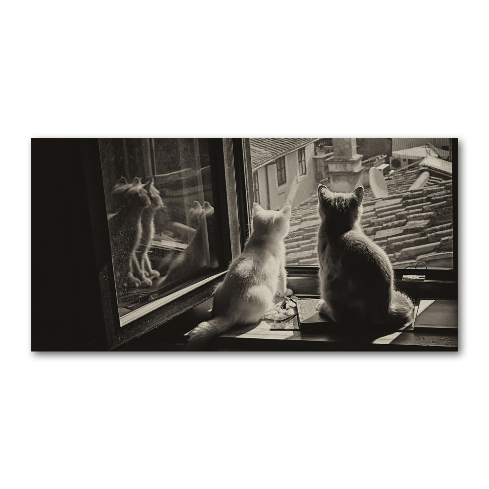 Foto obraz akrylový Kočky při okně
