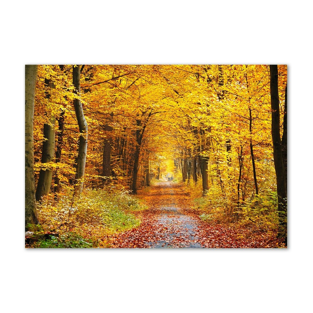 Foto obraz akrylový Podzimní les