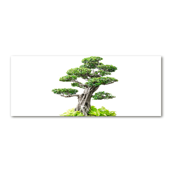 Foto obraz akryl svislý do obýváku Bonsai