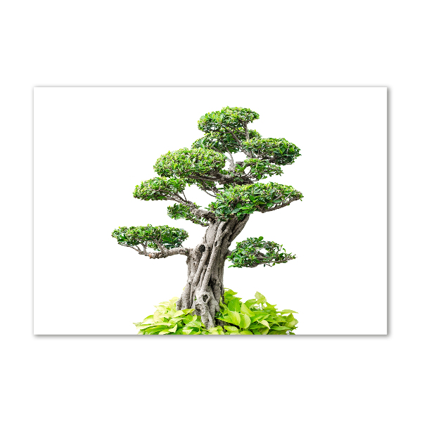 Foto obraz akryl svislý do obýváku Bonsai