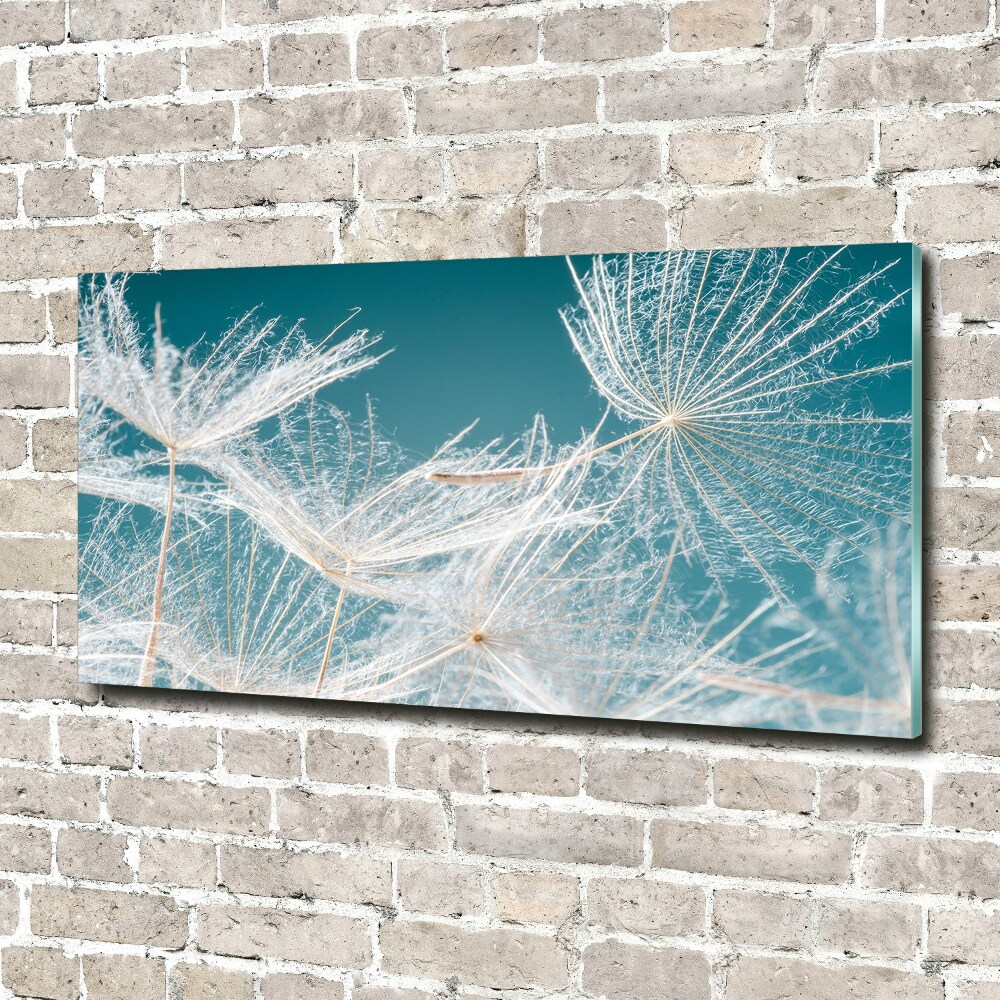 Foto obraz akrylový na stěnu Semeno pampelišky