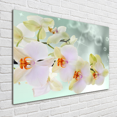 Foto obraz akryl do obýváku Bílá orchidej