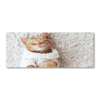 Foto obraz akryl do obýváku Kočka ve svetru