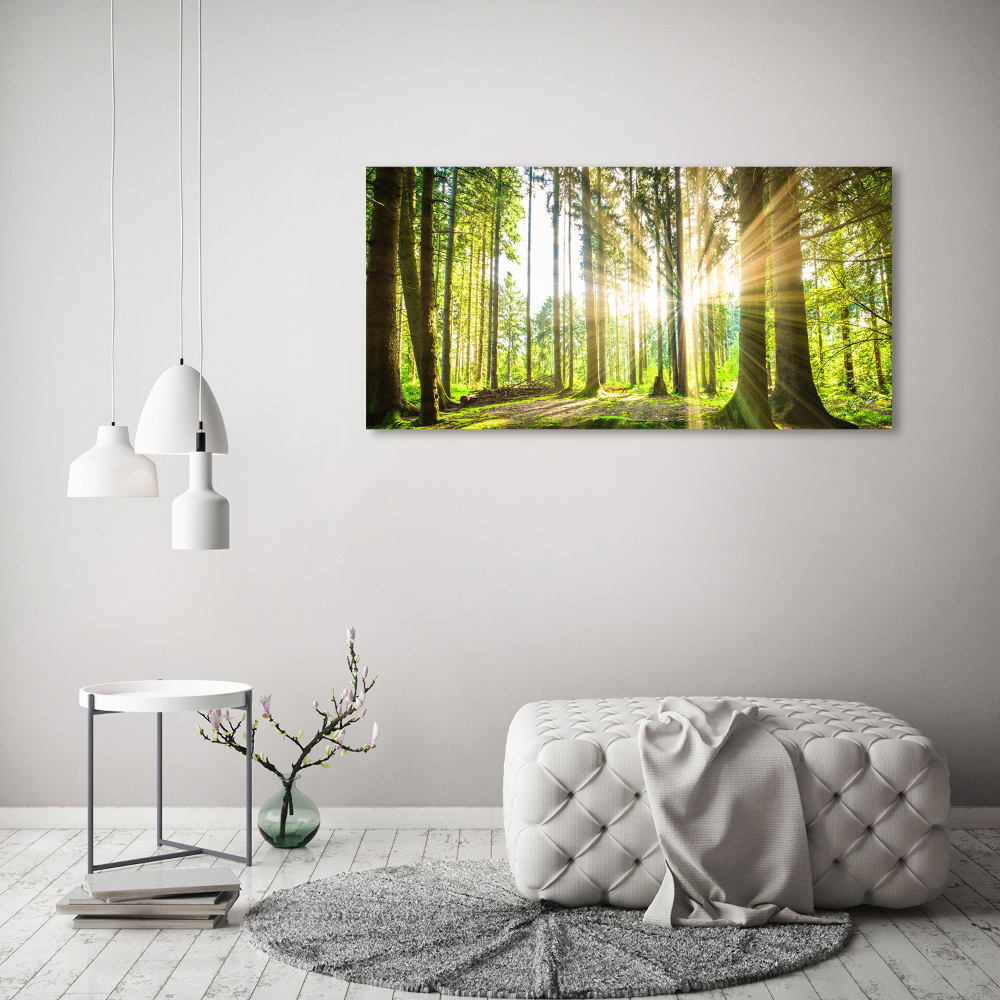 Foto obraz akrylový na stěnu Les slunce