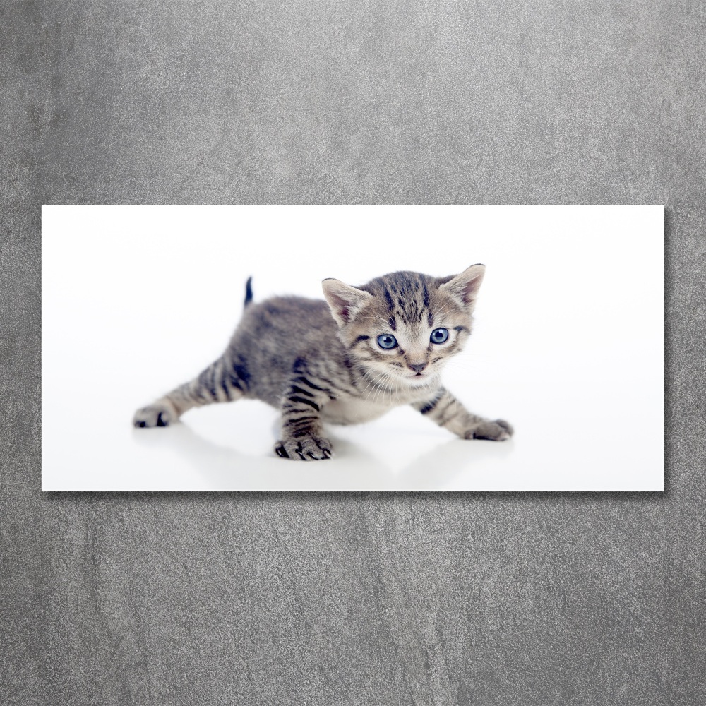 Moderní akrylový fotoobraz Malá kočka
