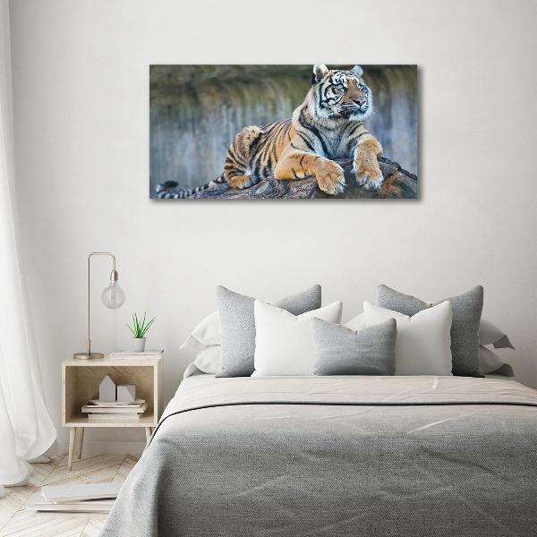 Foto obraz akrylový na stěnu Tygr