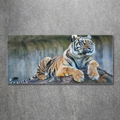 Foto obraz akrylový na stěnu Tygr