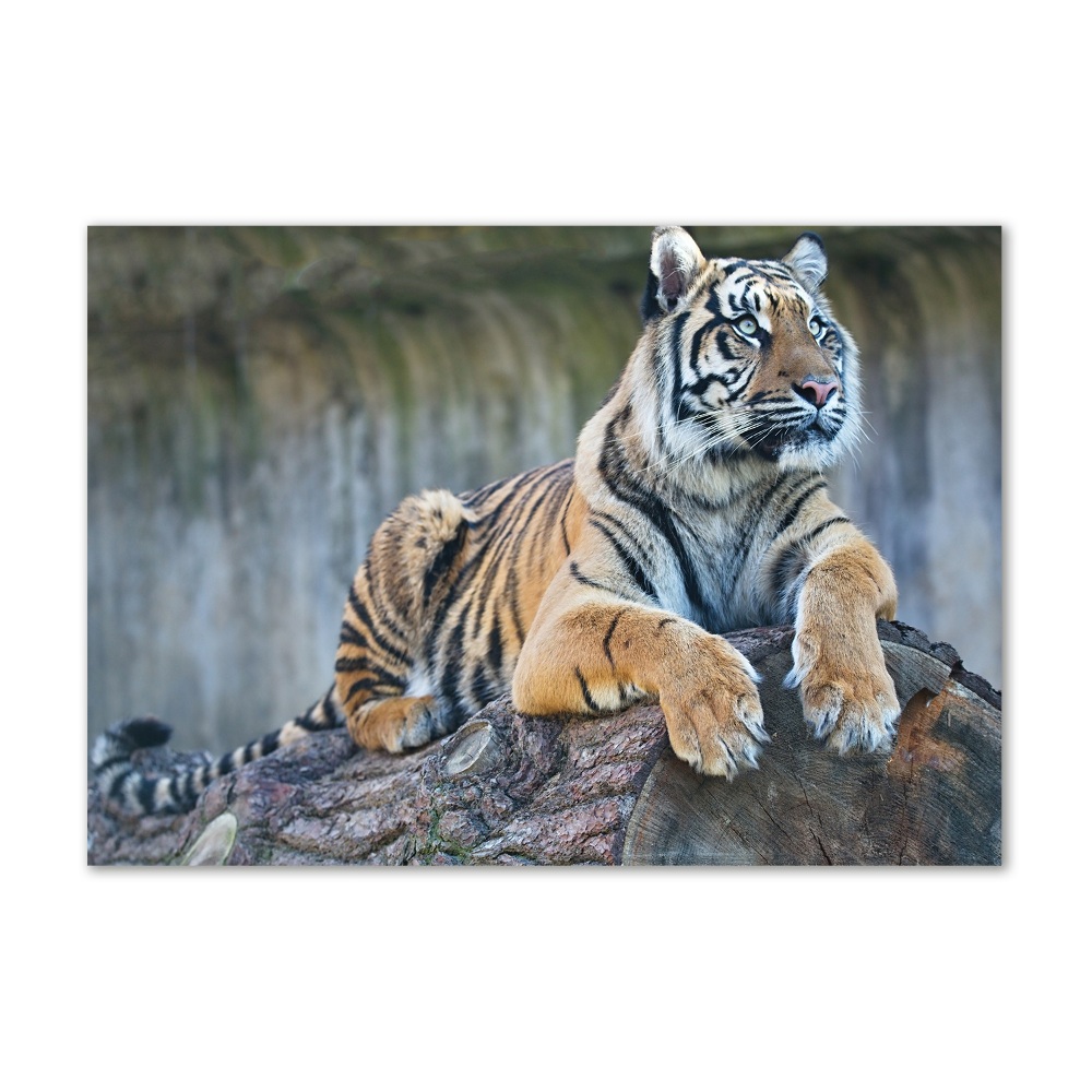 Foto obraz akrylový na stěnu Tygr