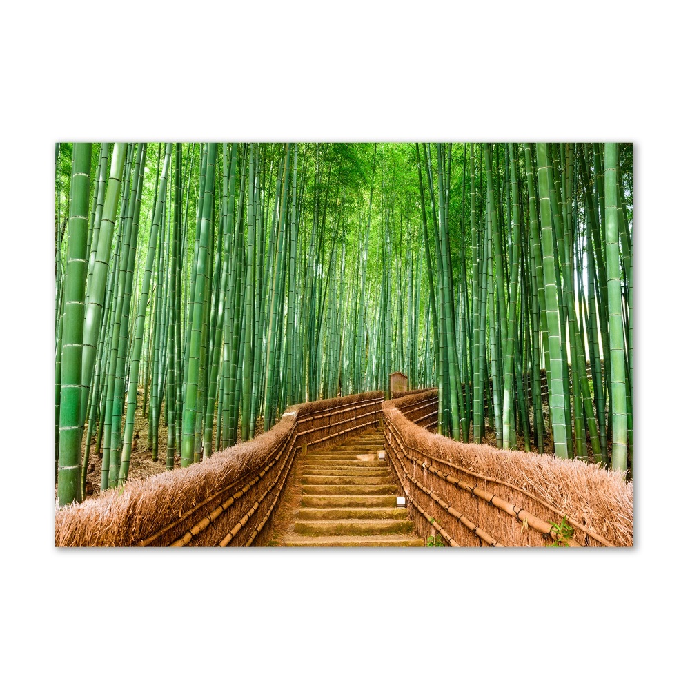 Foto obraz akrylové sklo Bambusový les