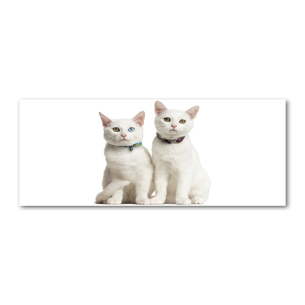 Foto obraz akrylové sklo Bílé kočky