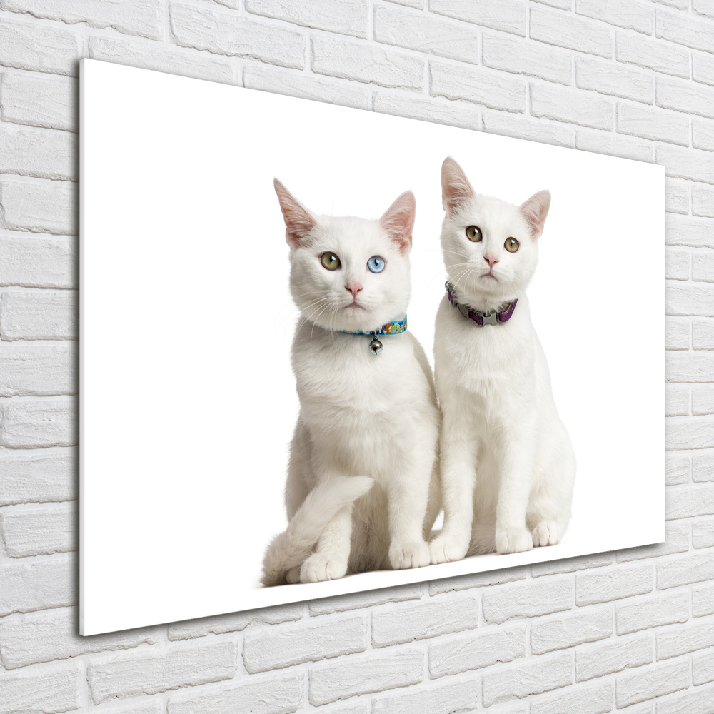 Foto obraz akrylové sklo Bílé kočky