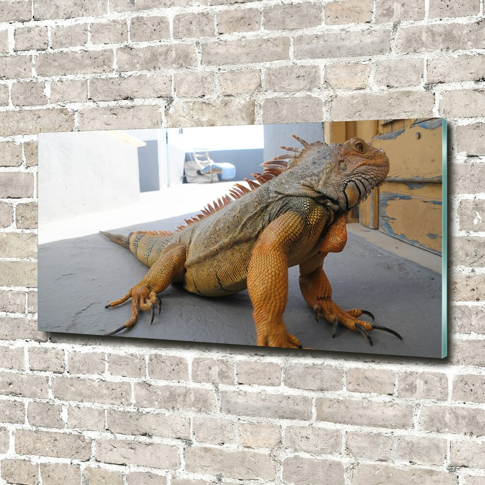 Foto obraz akrylový Iguana