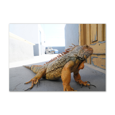 Foto obraz akrylový Iguana