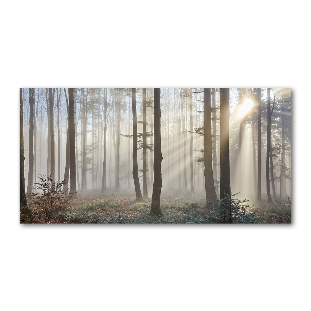Foto obraz akrylový do obýváku Mlha v lese
