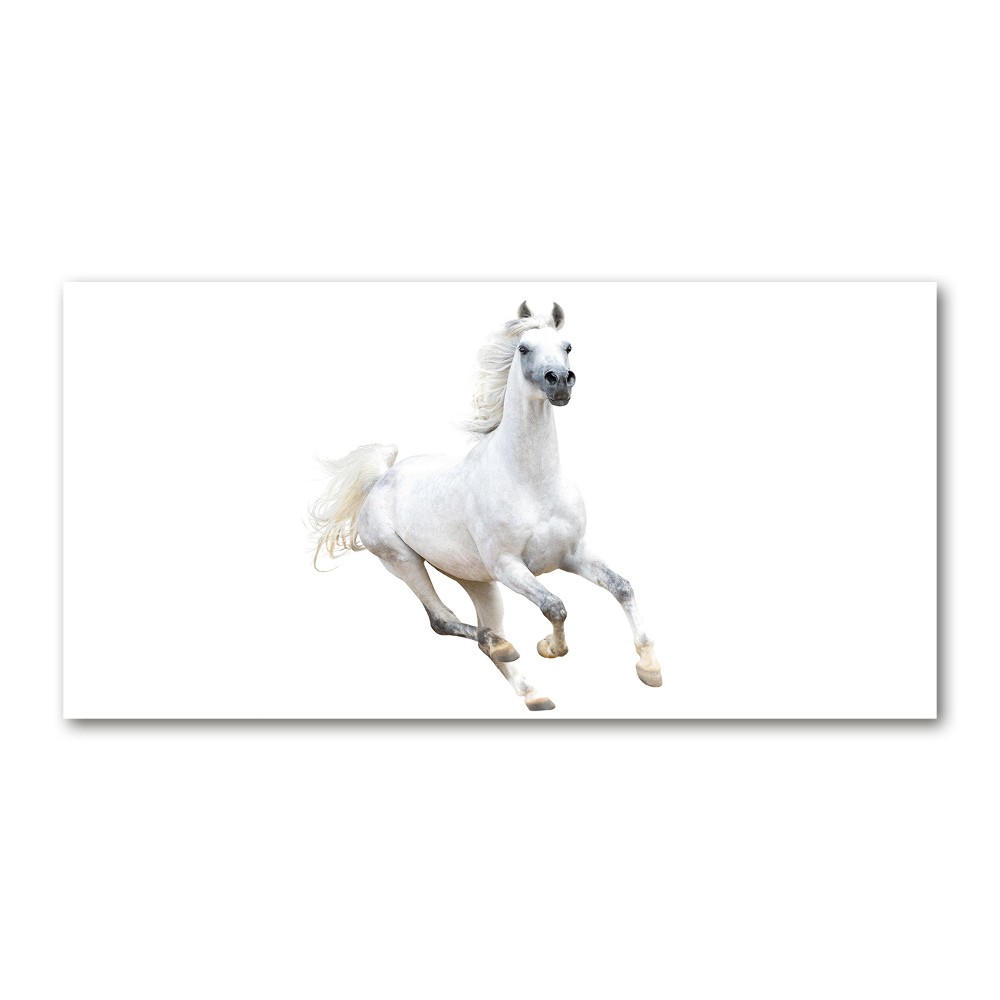 Foto obraz akrylové sklo Bílý arabský kůň