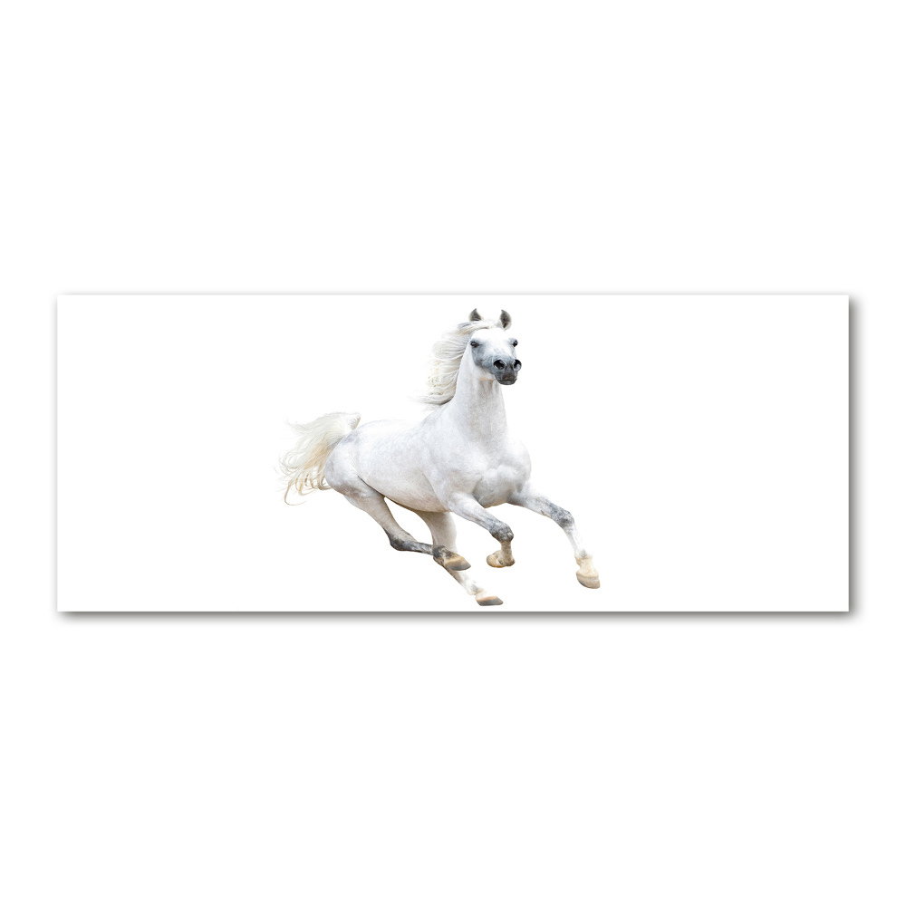 Foto obraz akrylové sklo Bílý arabský kůň