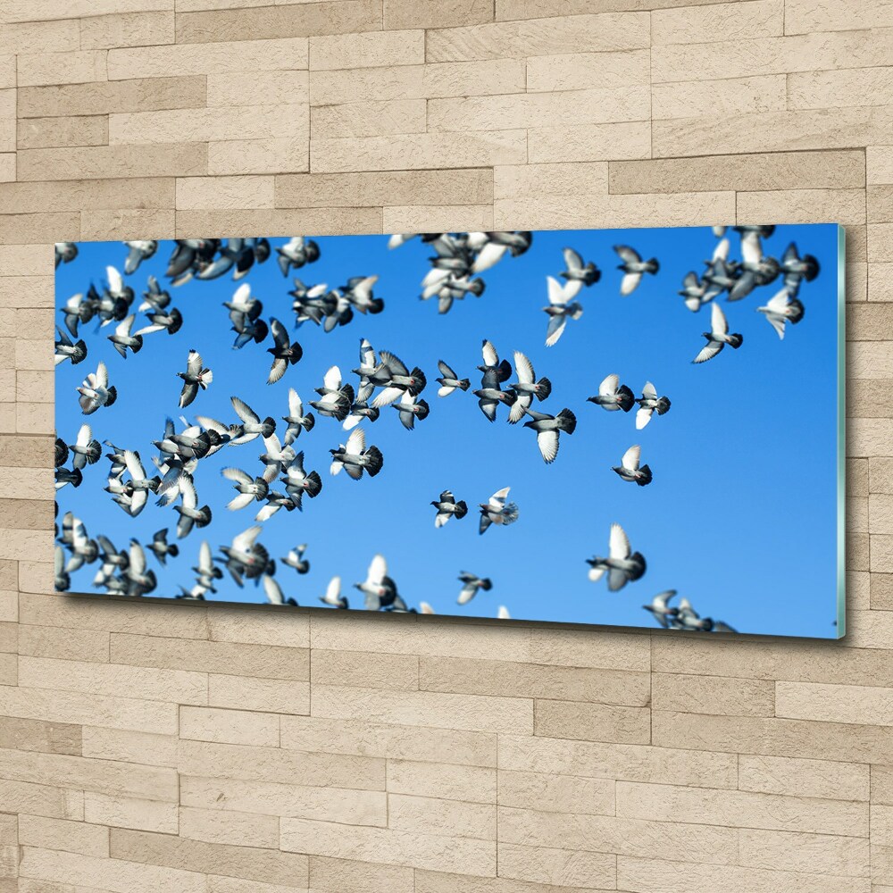 Foto obraz akryl do obýváku Stádo holubů